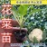 青梗花菜苗松花菜苗花椰菜苗小米粒菜花苗寿光种苗基地