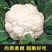 青梗花菜苗松花菜苗花椰菜苗小米粒菜花苗寿光种苗基地