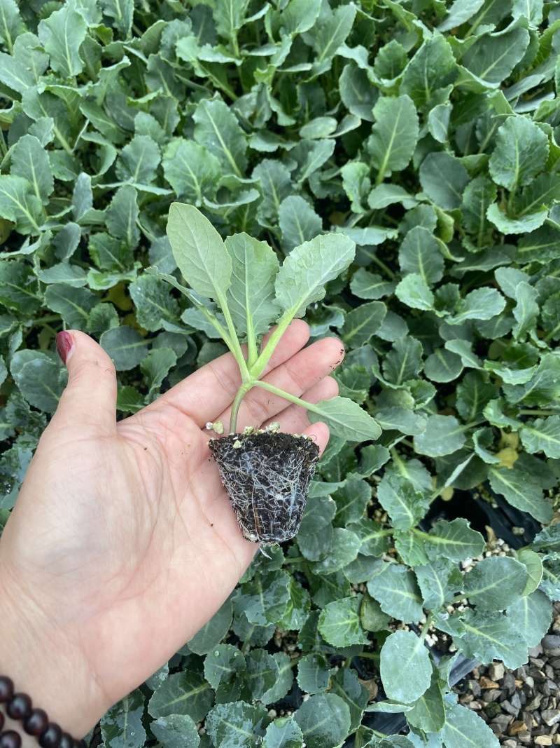 青梗花菜苗松花菜苗花椰菜苗小米粒菜花苗寿光种苗基地