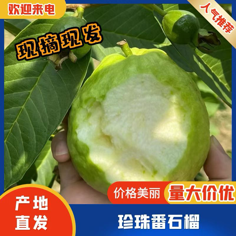 广东珍珠番石榴芭乐大量上货质量保证，量大从优欢迎订购