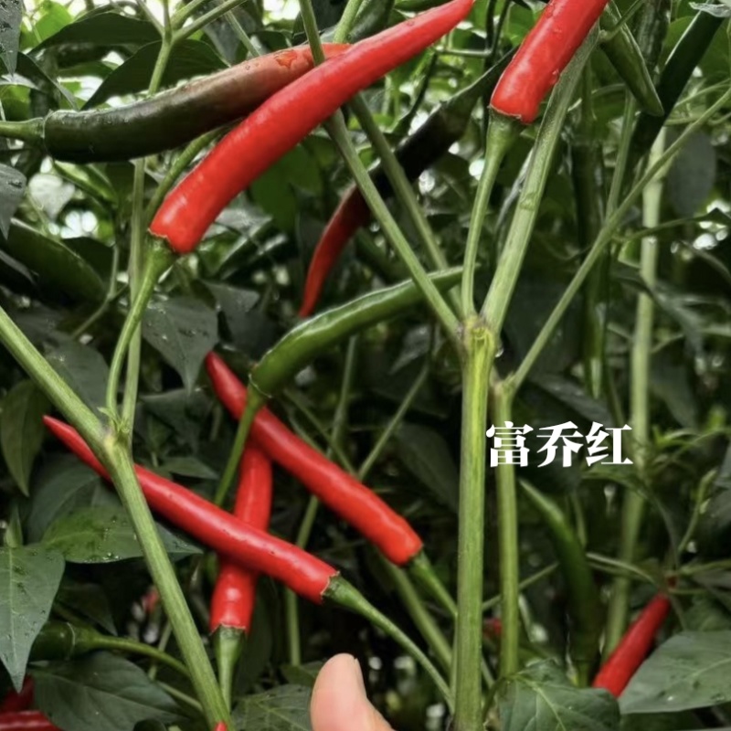 新品种富乔红朝天椒种子大号朝天椒种子产量高硬度好尾期果大