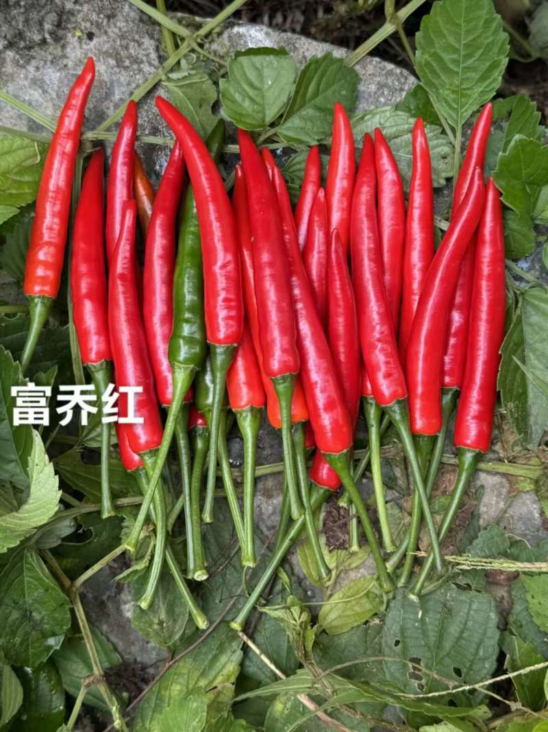 新品种富乔红朝天椒种子大号朝天椒种子产量高硬度好尾期果大