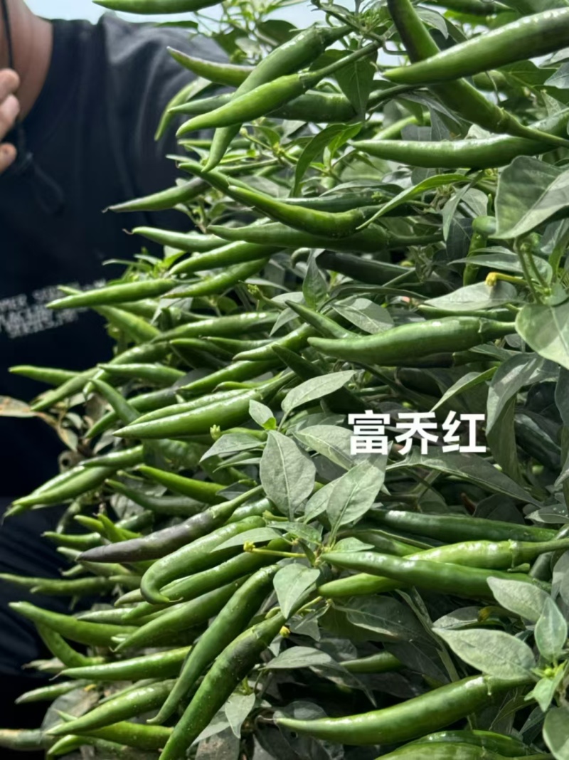 新品种富乔红朝天椒种子大号朝天椒种子产量高硬度好尾期果大