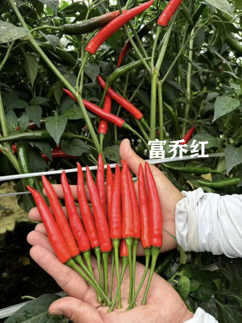 新品种富乔红朝天椒种子大号朝天椒种子产量高硬度好尾期果大