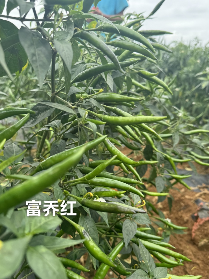 新品种富乔红朝天椒种子大号朝天椒种子产量高硬度好尾期果大