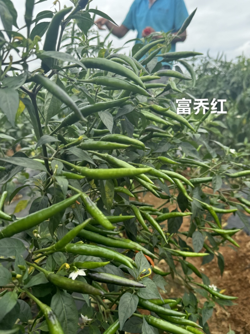 新品种富乔红朝天椒种子大号朝天椒种子产量高硬度好尾期果大