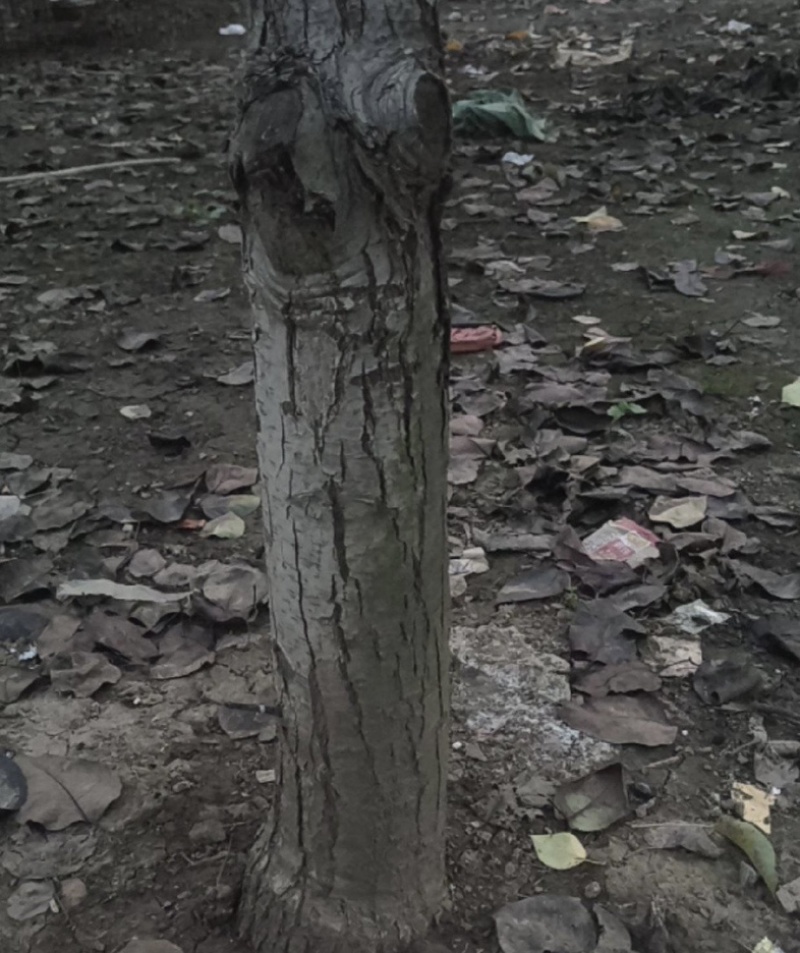 秋月梨树成品一级树中上就可得果