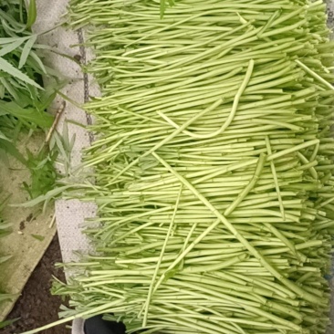 芦蒿黎蒿