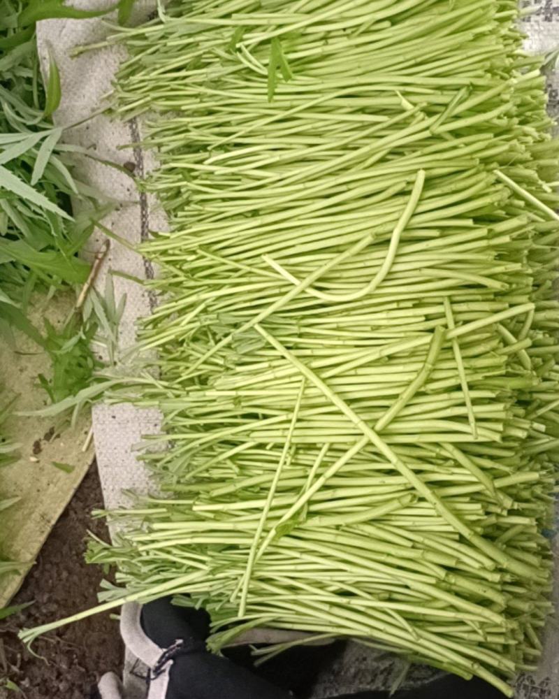 芦蒿黎蒿