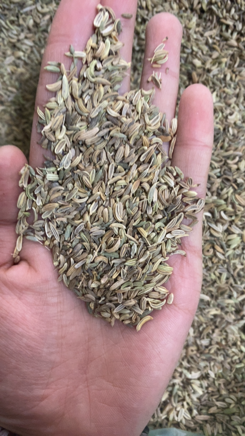 小茴香精选好货产品实拍调味佳品