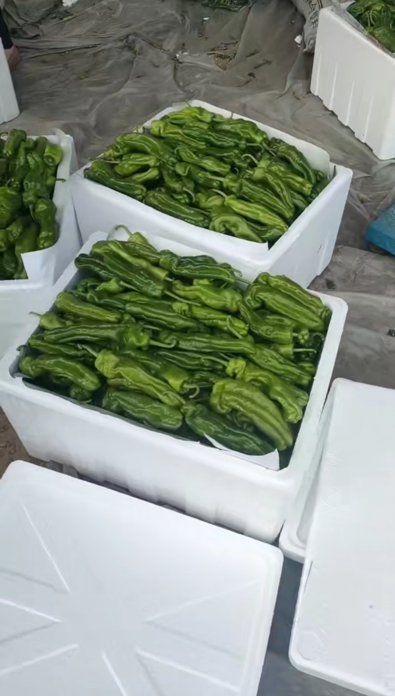 砀山301薄皮青椒大量上市，对接各大市场商超，一条龙服务