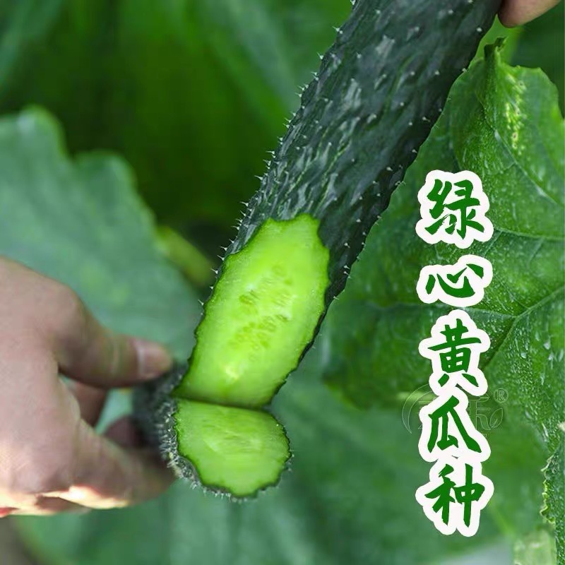 强磁绿心密刺大黄瓜苗小黄瓜苗水果黄瓜苗旱黄瓜苗