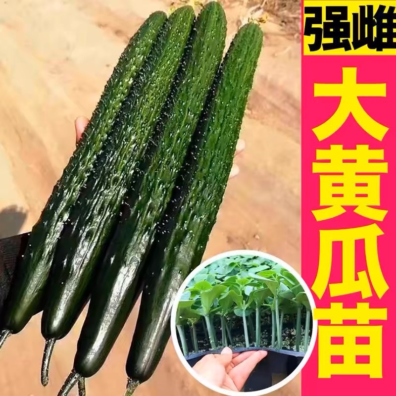 强磁绿心密刺大黄瓜苗小黄瓜苗水果黄瓜苗旱黄瓜苗