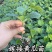 强磁绿心密刺大黄瓜苗小黄瓜苗水果黄瓜苗旱黄瓜苗