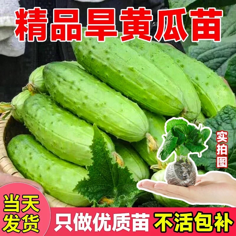 强磁绿心密刺大黄瓜苗小黄瓜苗水果黄瓜苗旱黄瓜苗