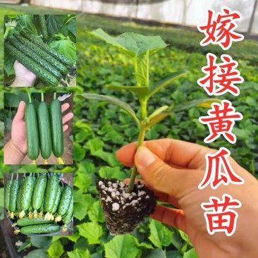 强磁绿心密刺大黄瓜苗小黄瓜苗水果黄瓜苗旱黄瓜苗