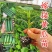 强磁绿心密刺大黄瓜苗小黄瓜苗水果黄瓜苗旱黄瓜苗