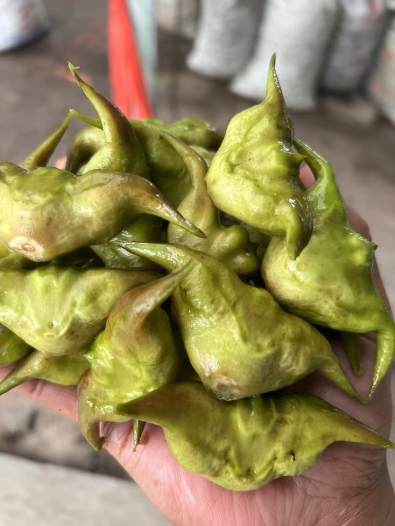 新鲜菱角