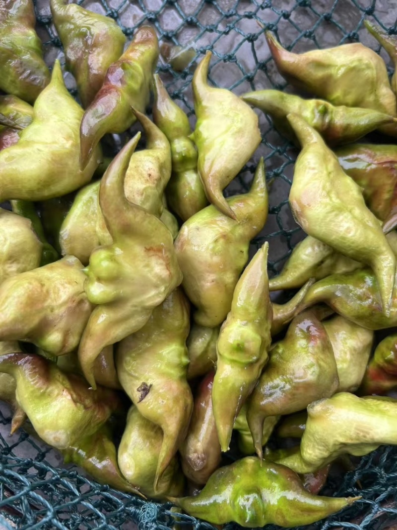 新鲜菱角