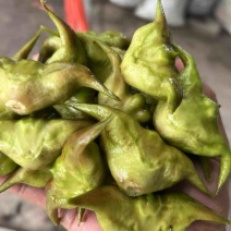新鲜菱角