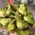 新鲜菱角