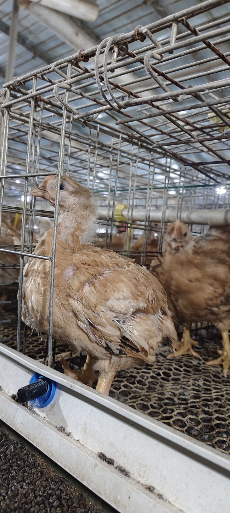 黄花母鸡，脱温鸡正在热销中，需要的话可以随时联系我
