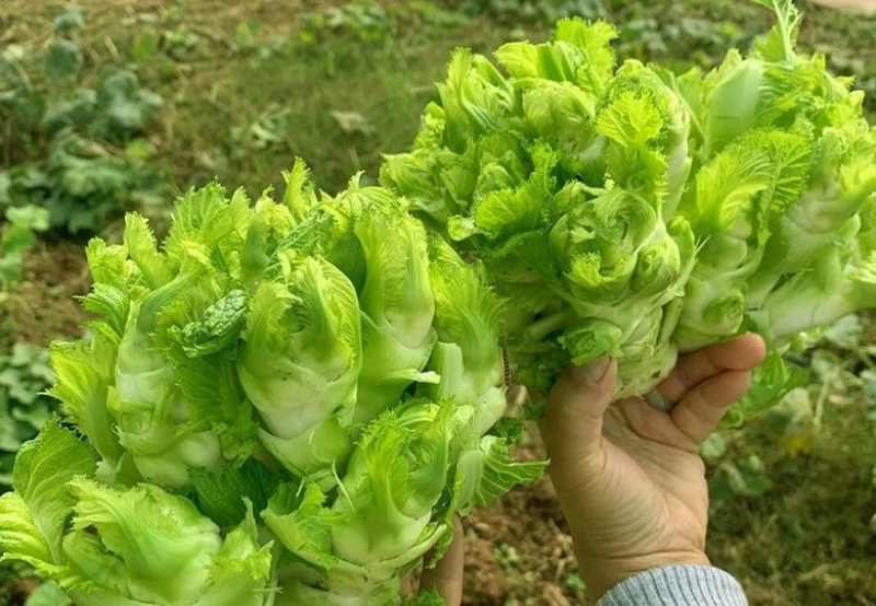 儿菜《现摘现发》安徽儿菜全国发货现货供应中