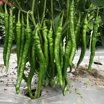福乐6037辣椒种子，皮薄肉厚，辣而不烈，口感椒，膨果快