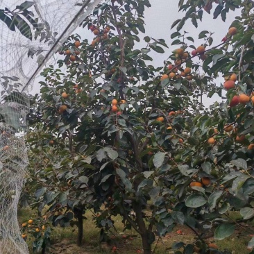 阳丰脆甜柿子树