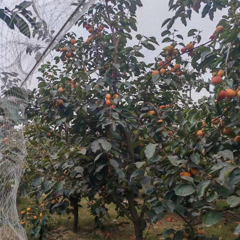 阳丰脆甜柿子树
