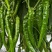 福乐6037辣椒种子，皮薄肉厚，辣而不烈，口感椒，膨果快