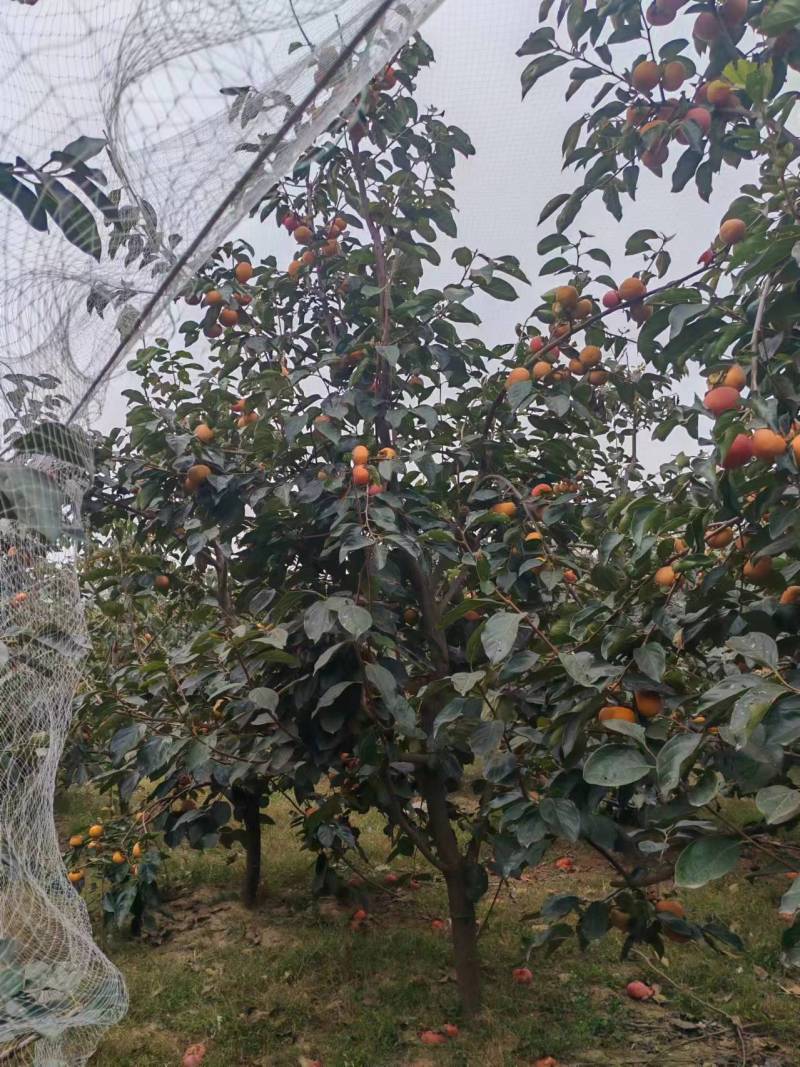 阳丰脆甜柿子树
