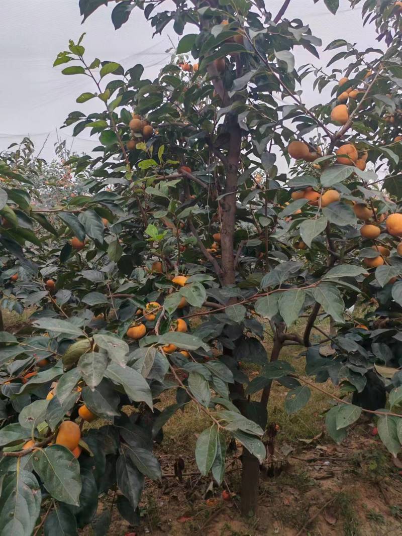 阳丰脆甜柿子树