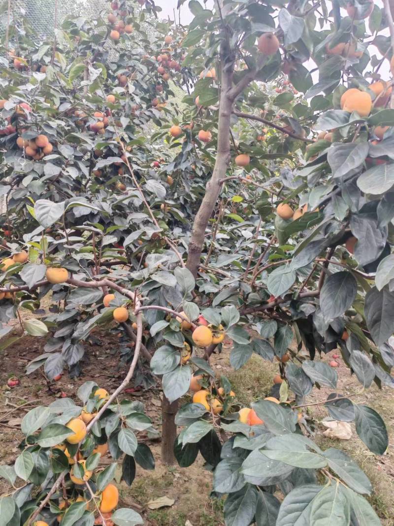 阳丰脆甜柿子树