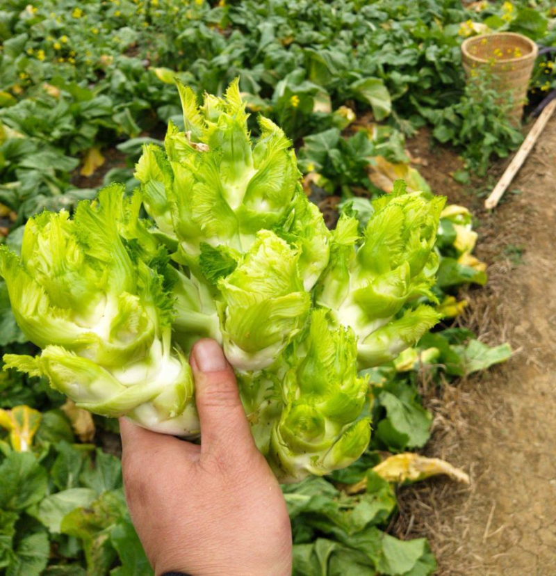精品儿菜安徽儿菜全国发货现货供应中