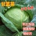 泽鸿韩绿原包装苗甘包菜苗大头菜圆白菜苗基地现发