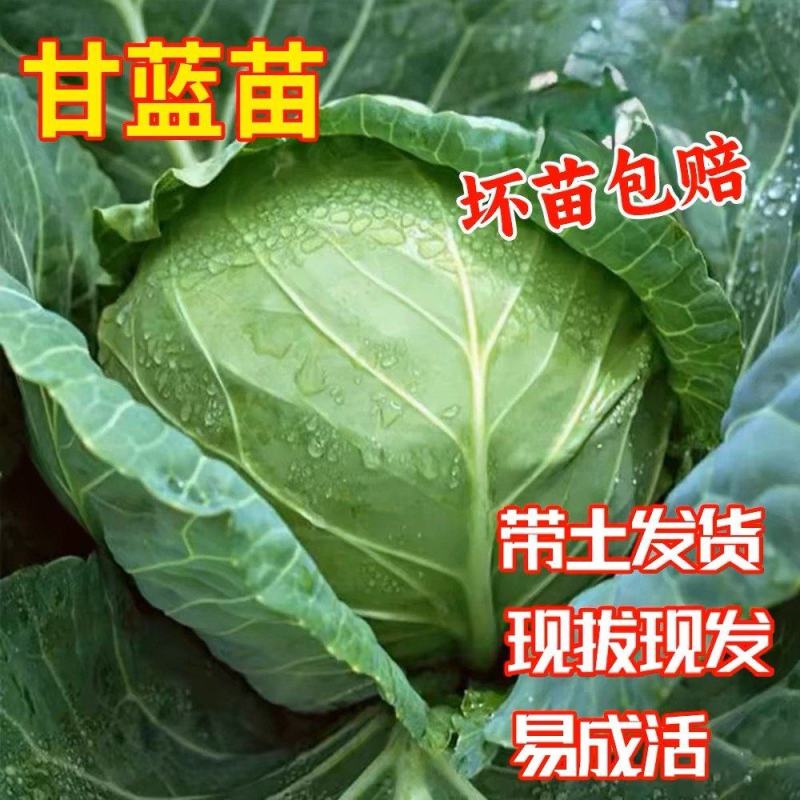 泽鸿韩绿原包装苗甘包菜苗大头菜圆白菜苗基地现发