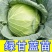 泽鸿韩绿原包装苗甘包菜苗大头菜圆白菜苗基地现发