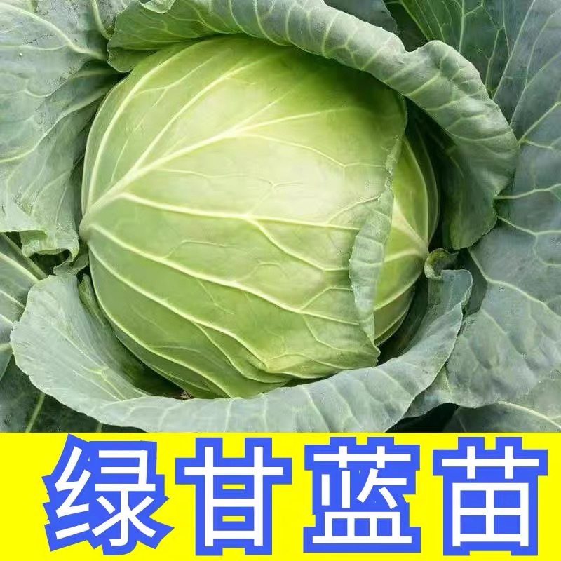 泽鸿韩绿原包装苗甘包菜苗大头菜圆白菜苗基地现发