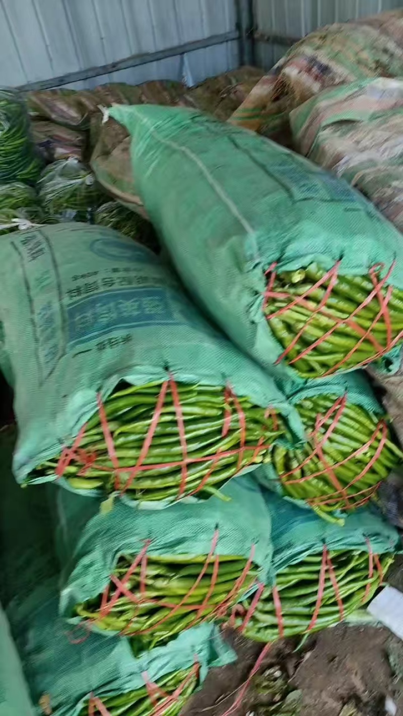 砀山线椒大量上市，一手货源，保质保量，对接各大市场，商超