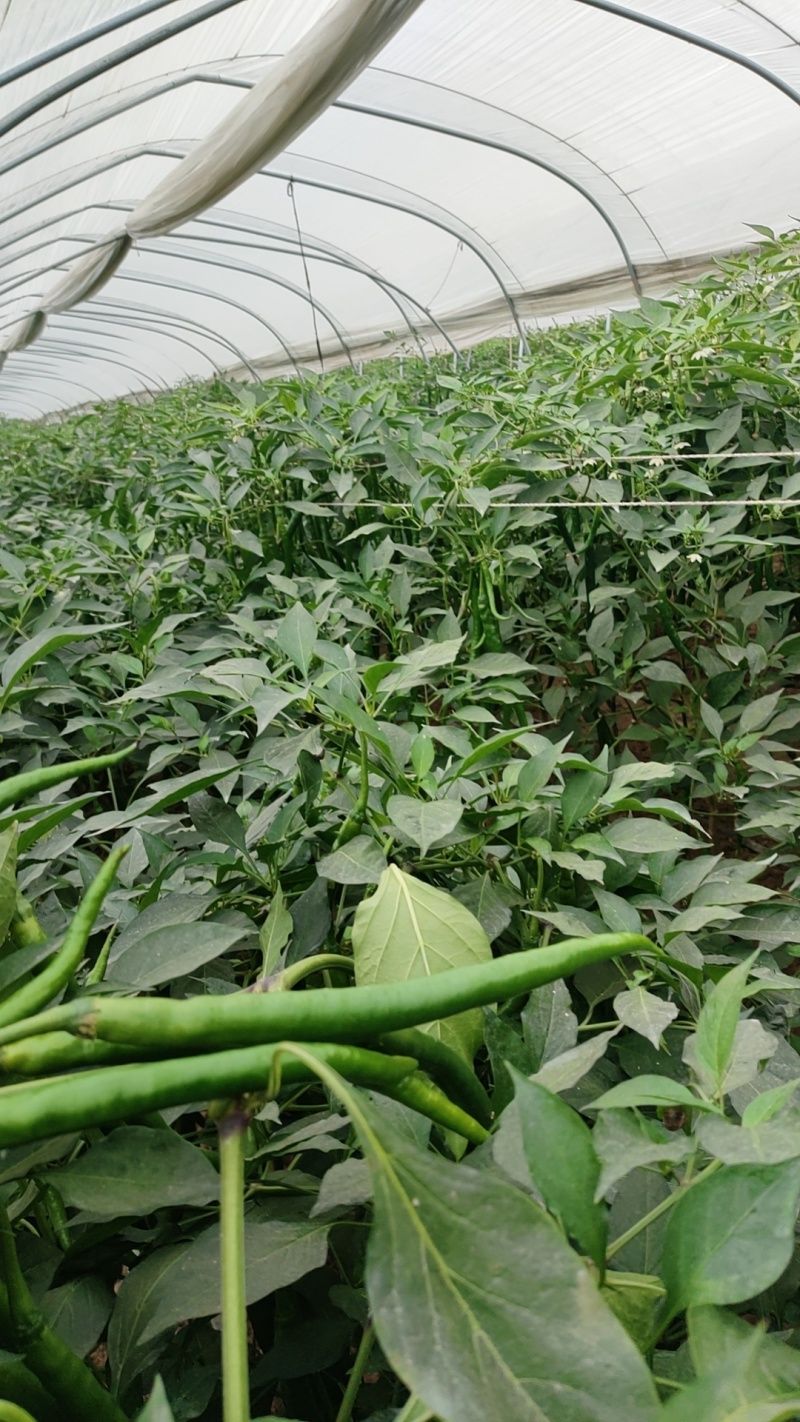 砀山线椒大量上市，一手货源，保质保量，对接各大市场，商超
