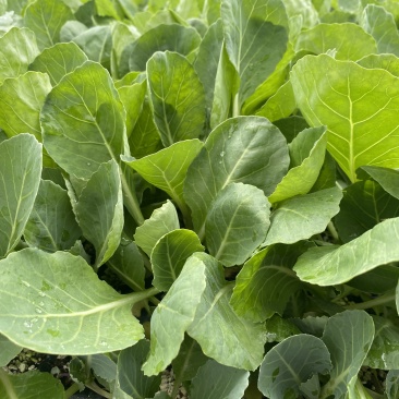 泽鸿韩绿原包装苗甘包菜苗大头菜圆白菜苗基地现发