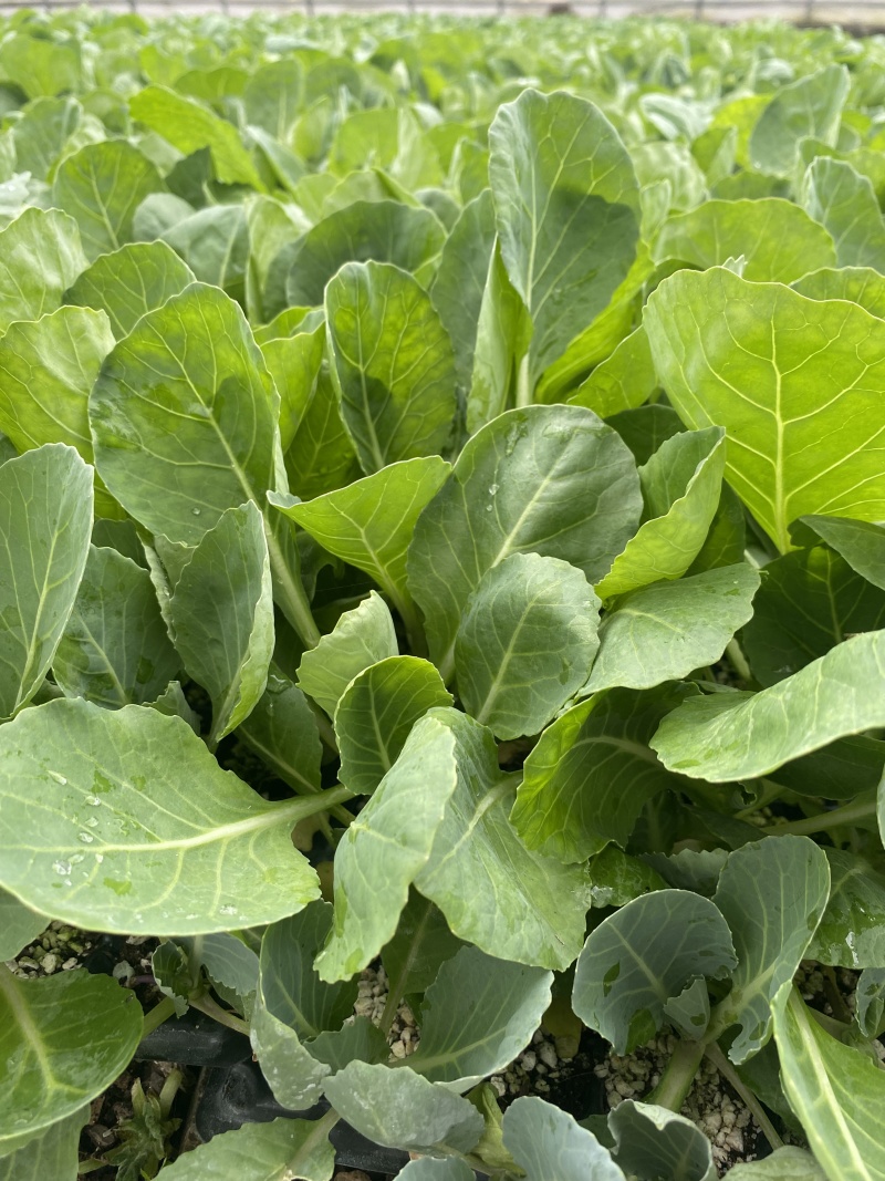 泽鸿韩绿原包装苗甘包菜苗大头菜圆白菜苗基地现发