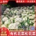 松花菜《实力》安徽花菜有机花菜白面散花小米粒现货