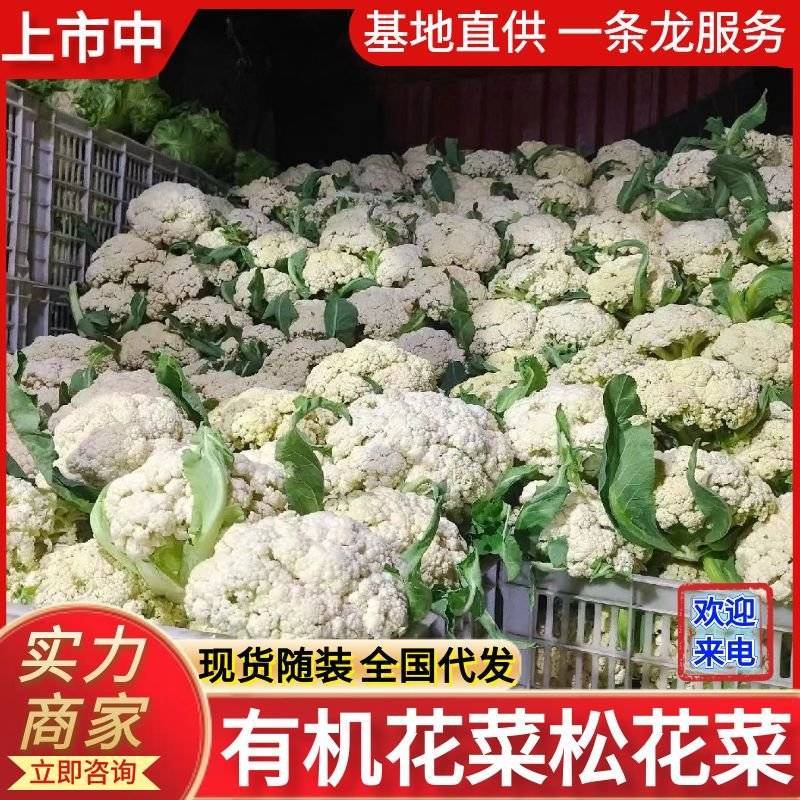 松花菜《实力》安徽花菜有机花菜白面散花小米粒现货