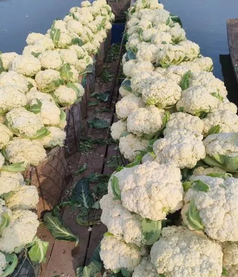 松花菜《实力》安徽花菜有机花菜白面散花小米粒现货
