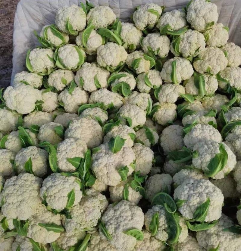 松花菜《实力》安徽花菜有机花菜白面散花小米粒现货