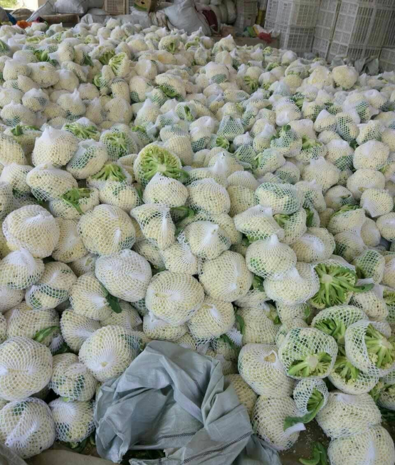 松花菜《实力》安徽花菜有机花菜白面散花小米粒现货