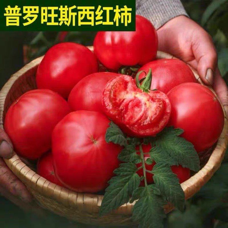 沙瓤番茄苗普罗旺斯西红柿苗草莓番茄苗浓绿肩铁皮柿子苗