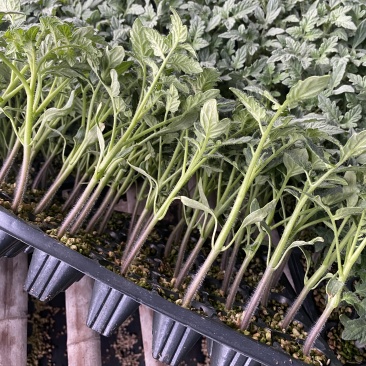 沙瓤番茄苗普罗旺斯西红柿苗草莓番茄苗浓绿肩铁皮柿子苗
